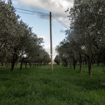 (il) Musa, Giovanni Minervini