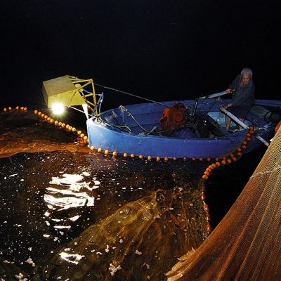 La pesca del pesce Azzurro, Alfonso Salsano