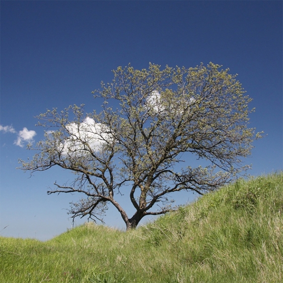 Un albero, le stagioni, Marco Monari
